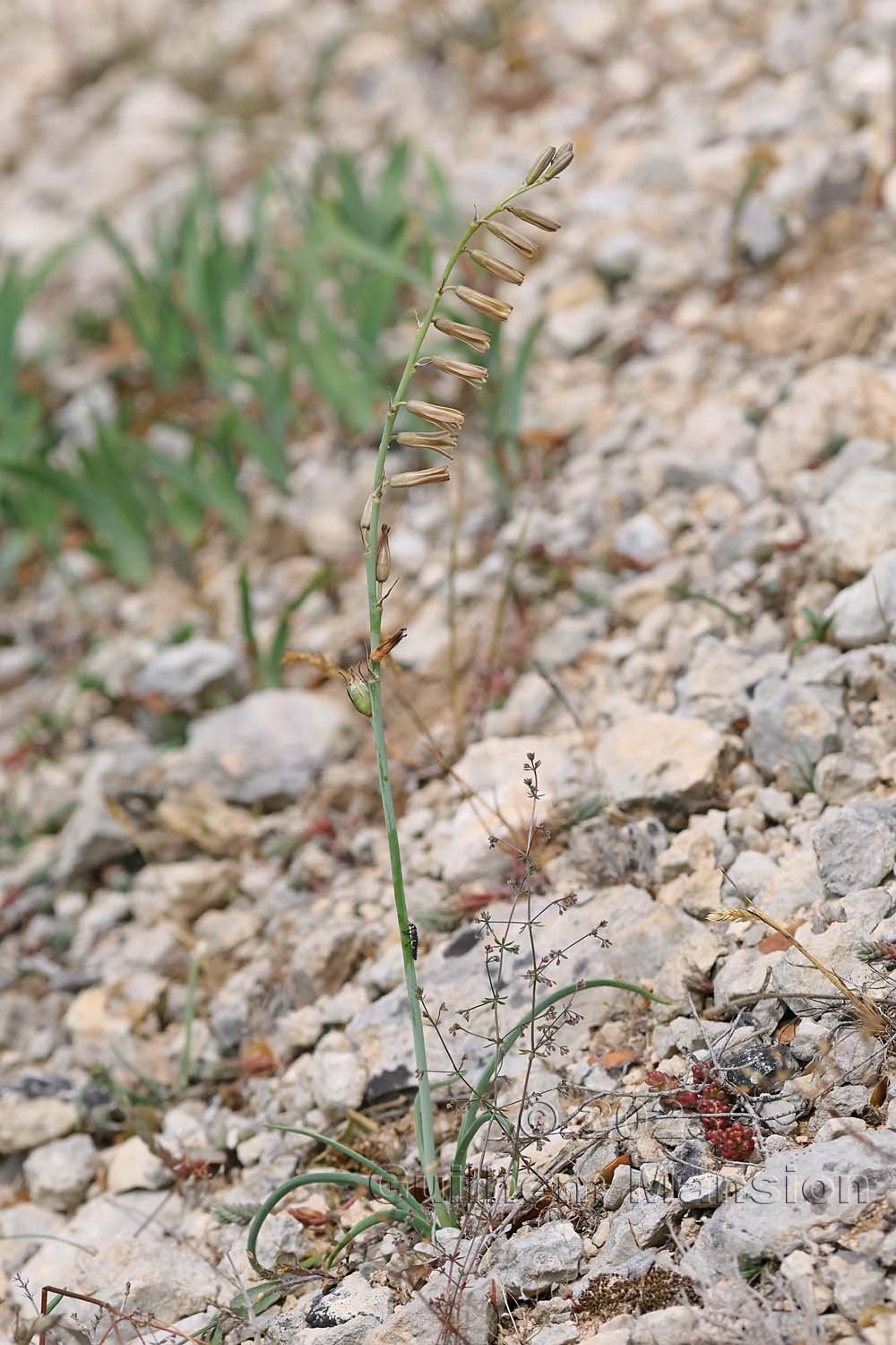 Dipcadi serotinum