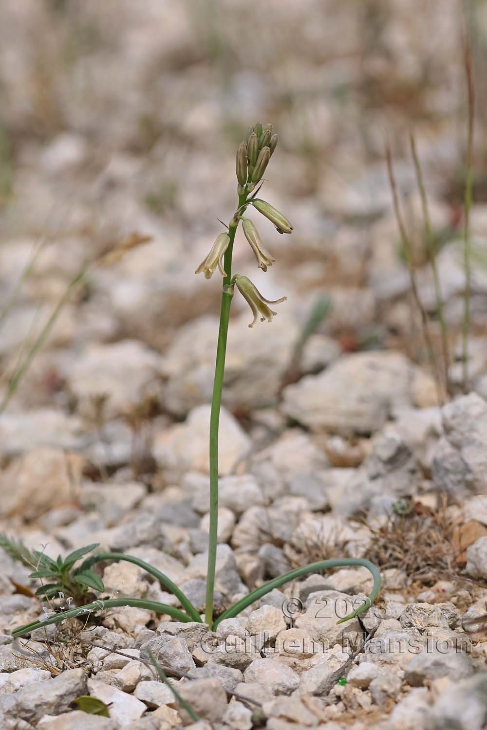 Dipcadi serotinum