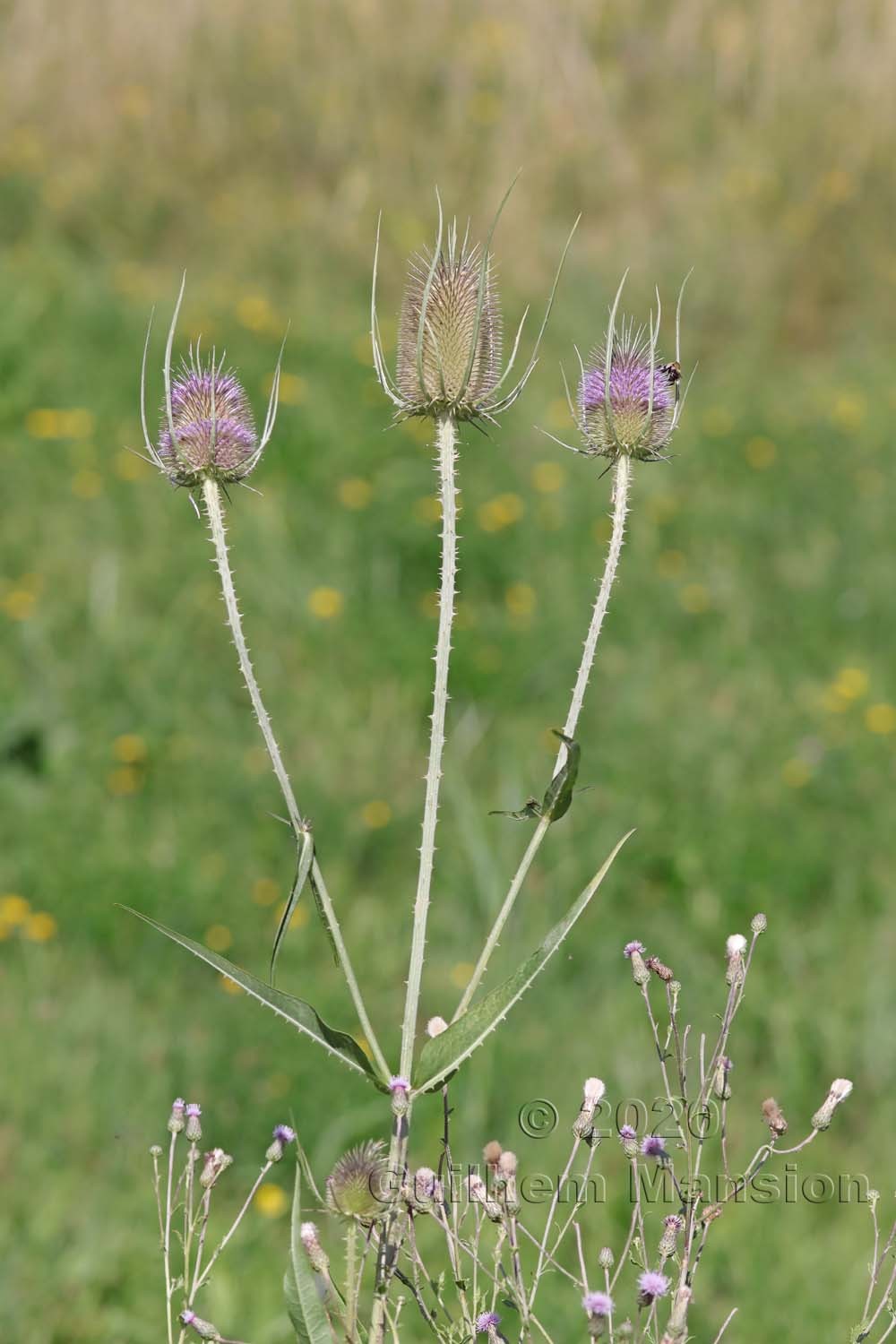 Dipsacus fullonum