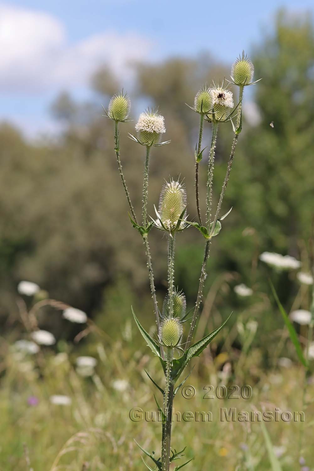 Dipsacus laciniatus