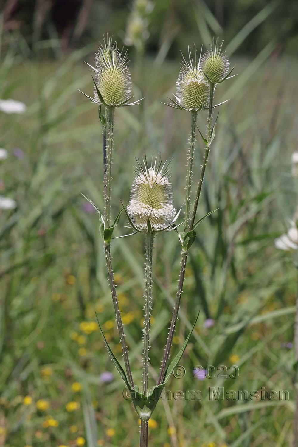 Dipsacus laciniatus