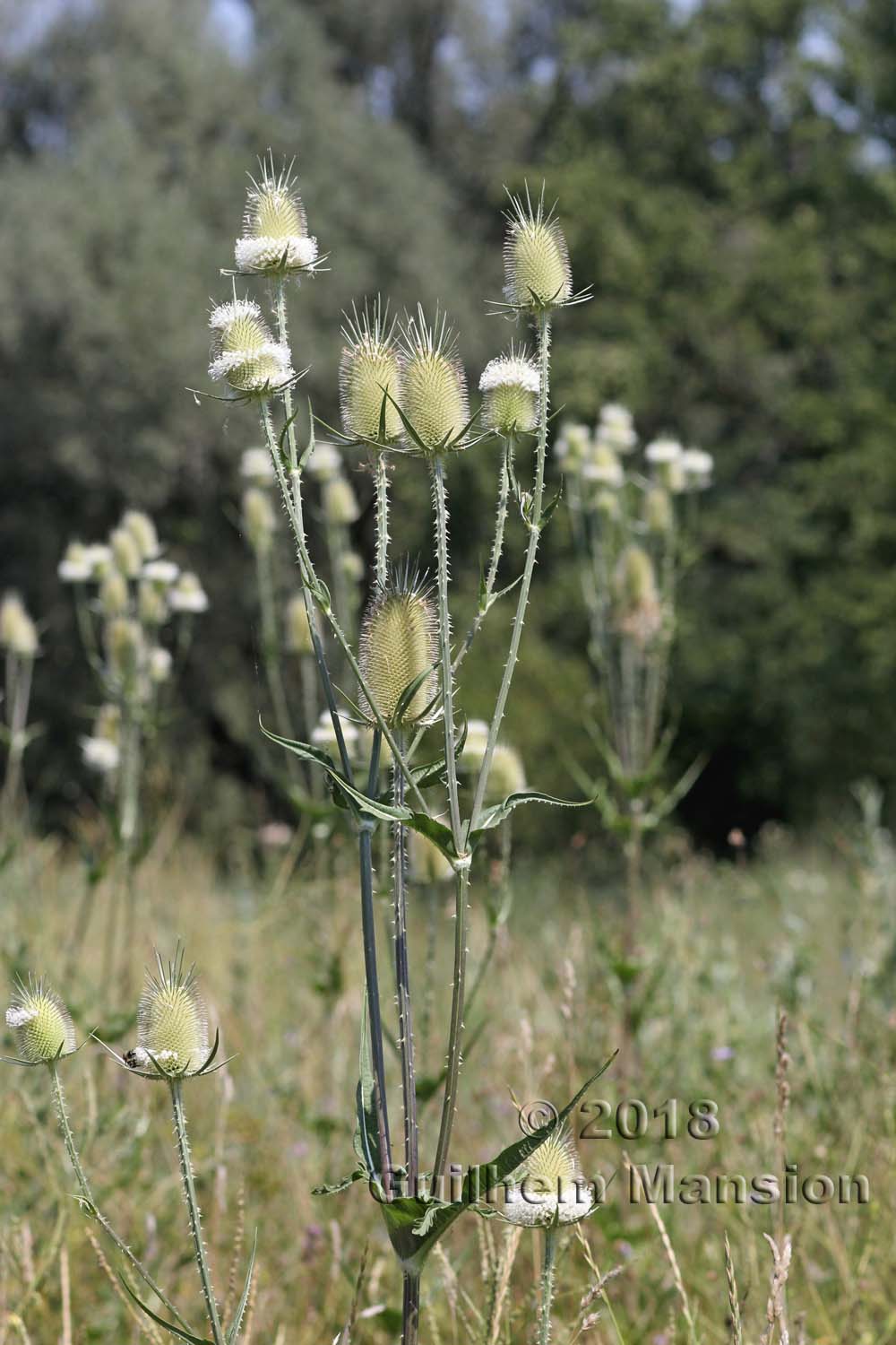 Dipsacus laciniatus