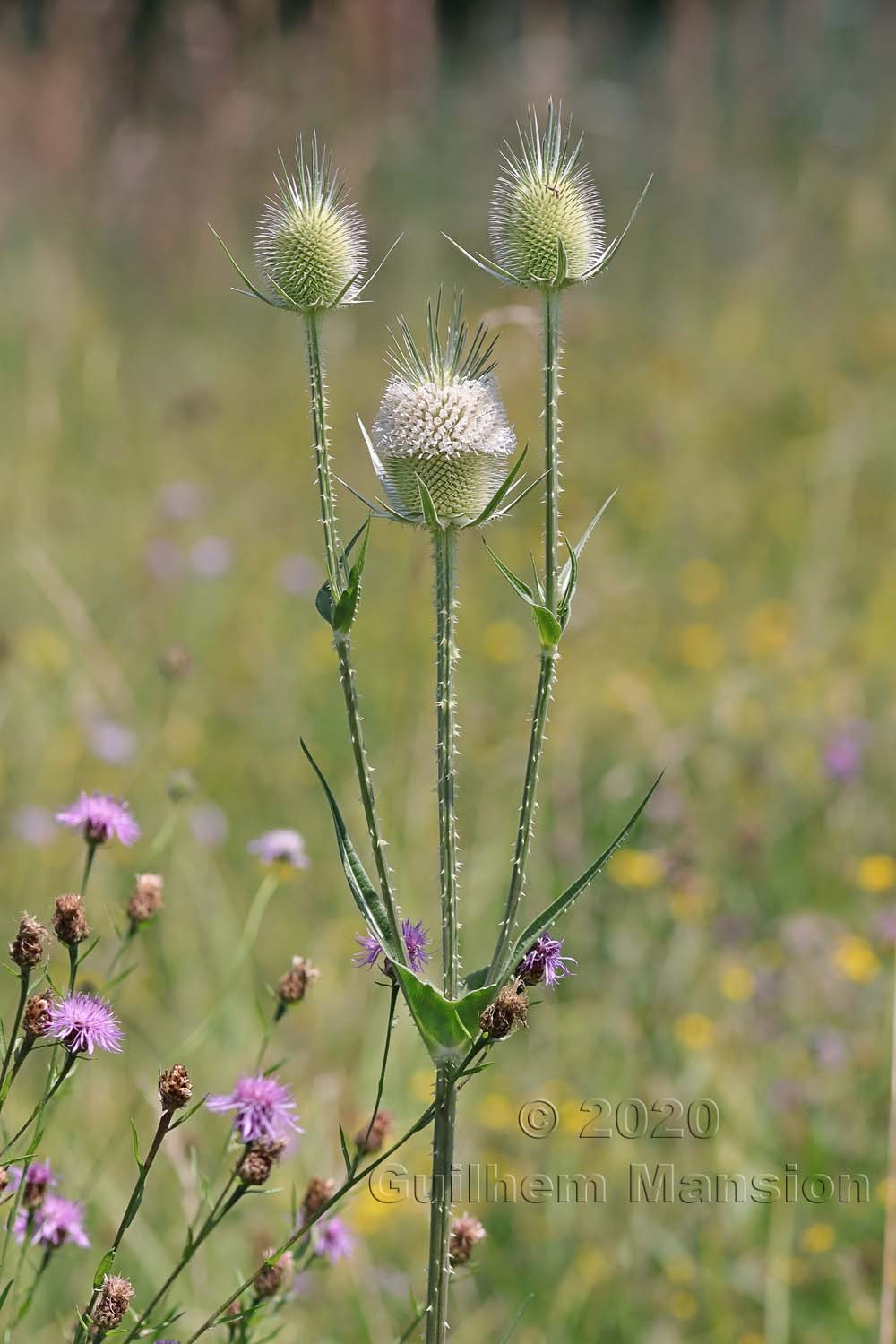 Dipsacus laciniatus