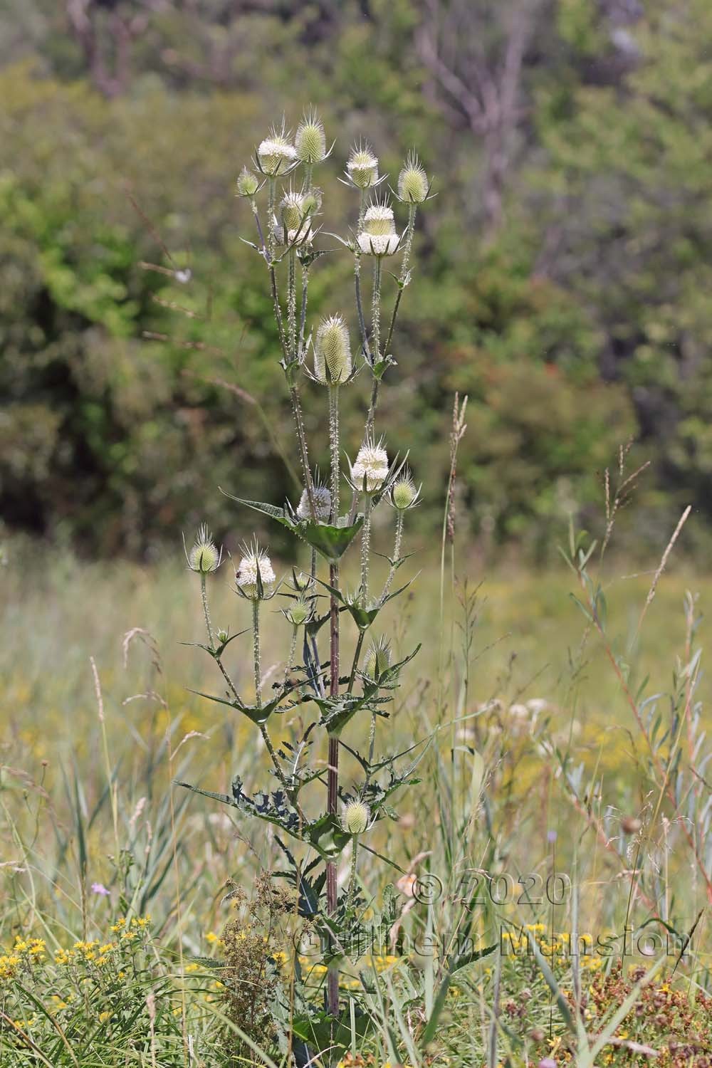 Dipsacus laciniatus