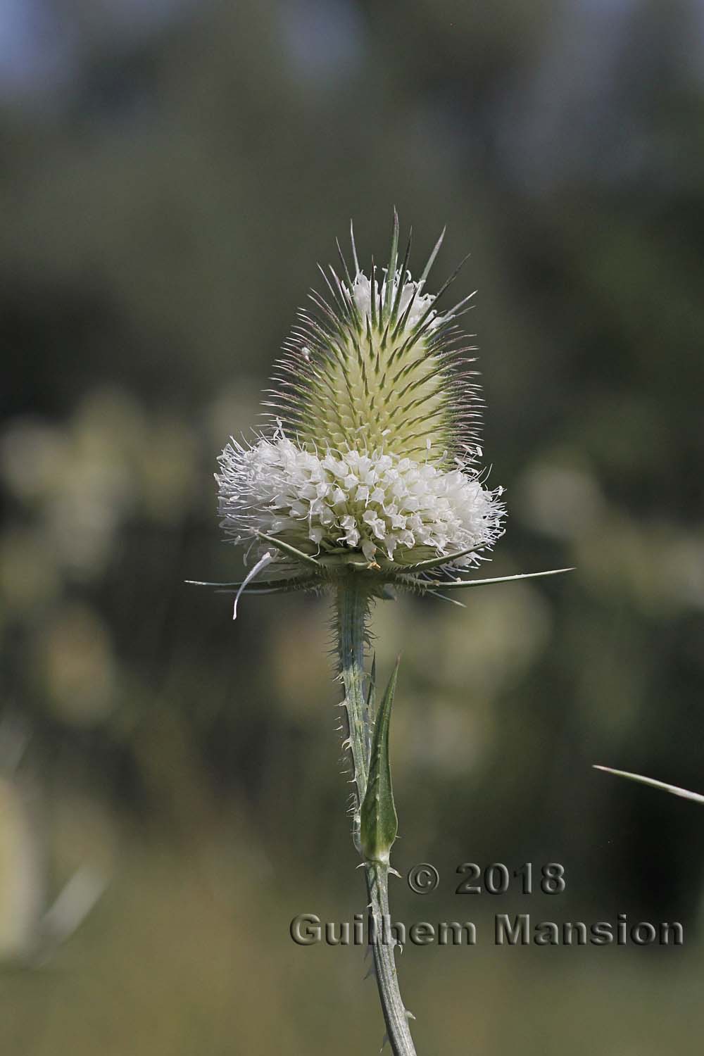 Dipsacus laciniatus