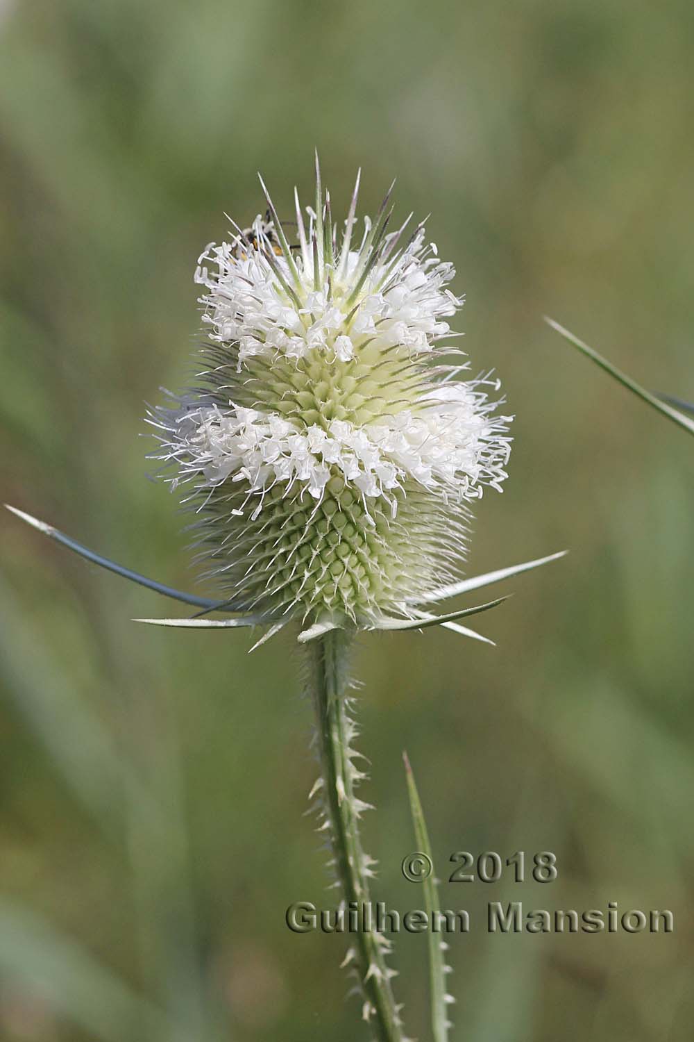 Dipsacus laciniatus