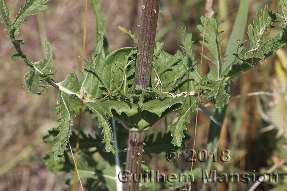 Dipsacus laciniatus