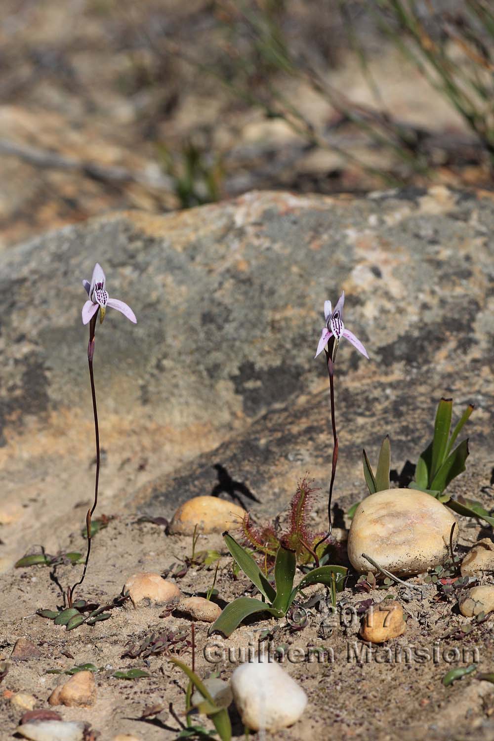 Disa bifida