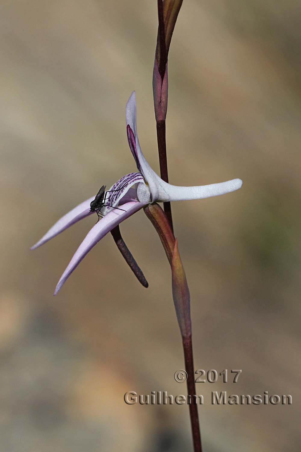 Disa bifida