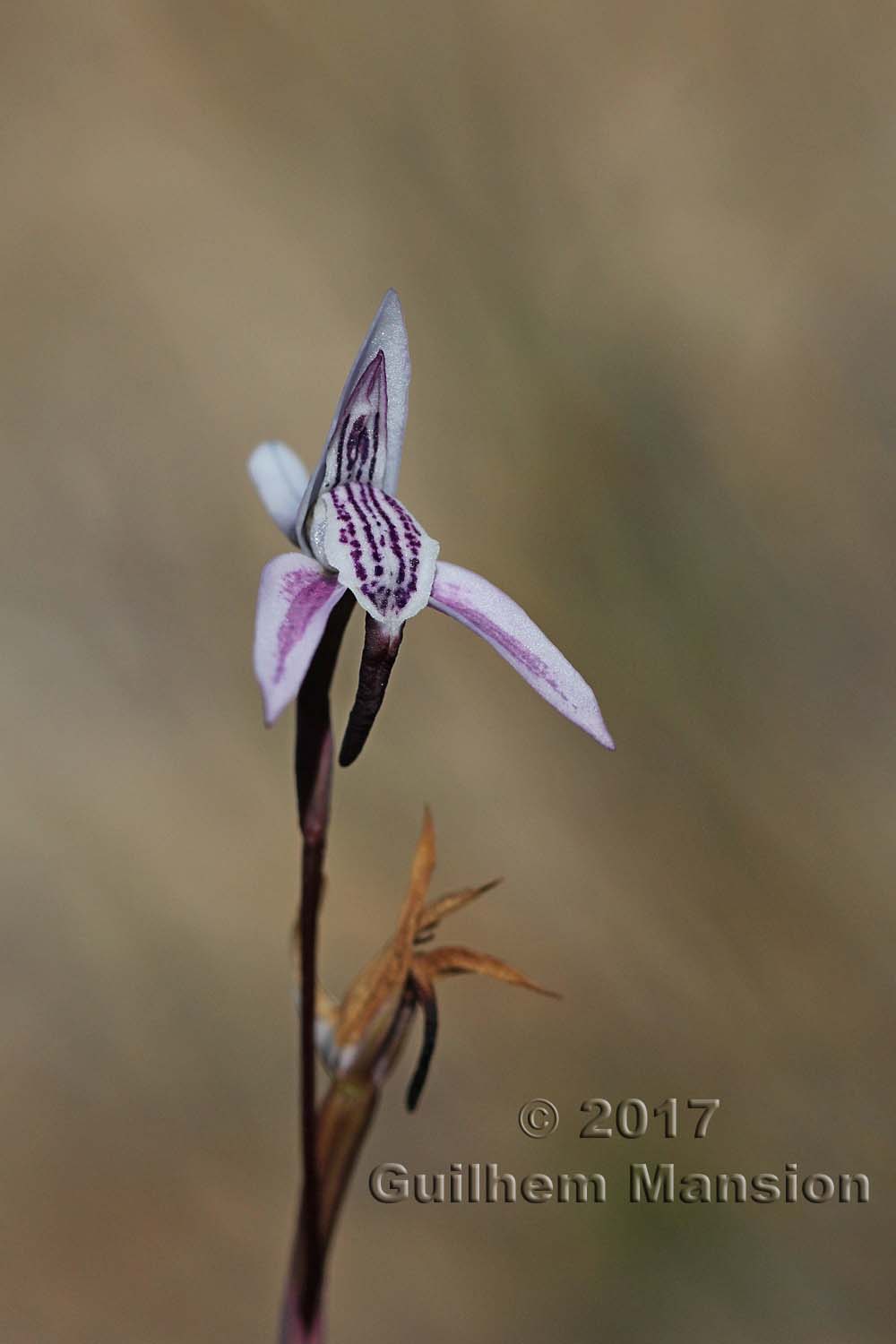 Disa bifida