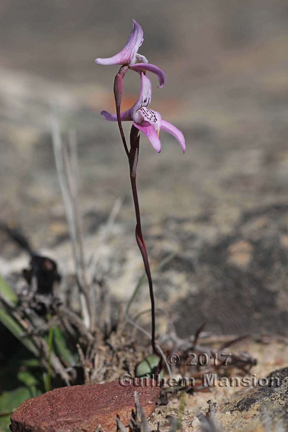 Disa bifida