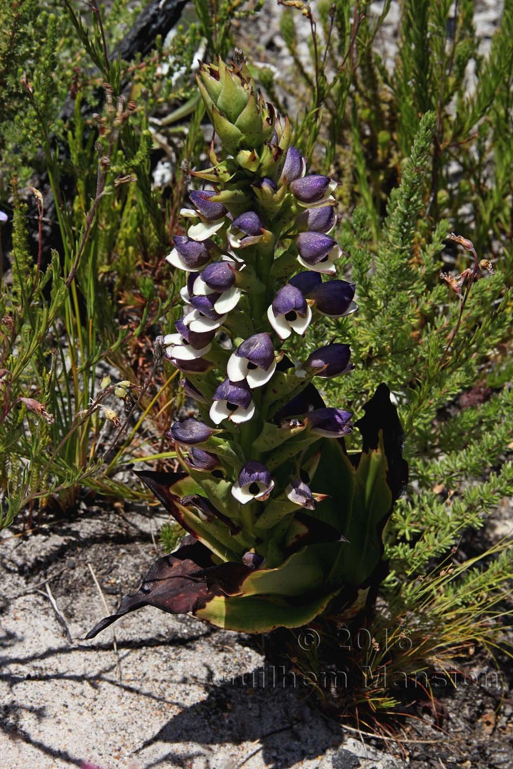 Disa cornuta