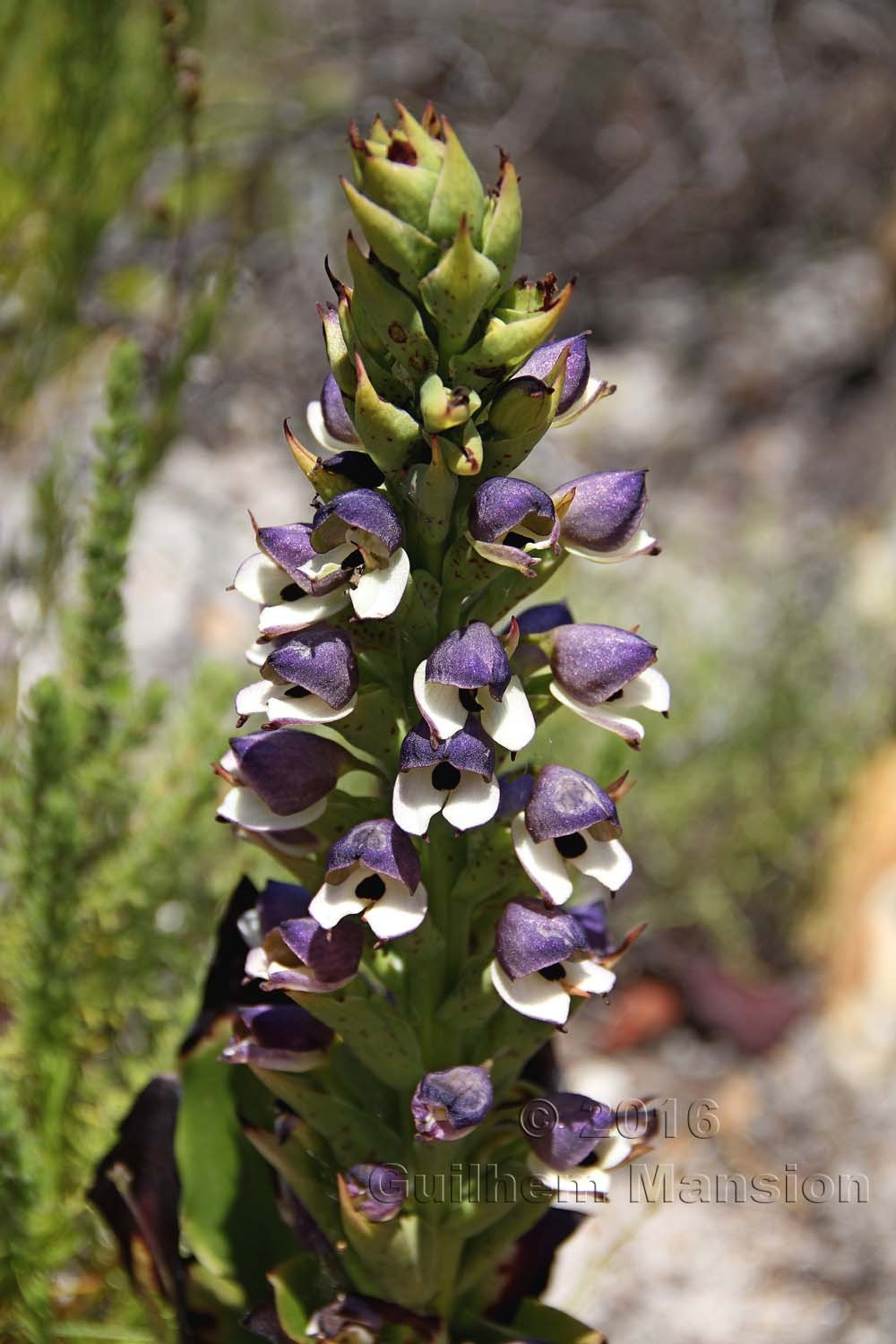 Disa cornuta