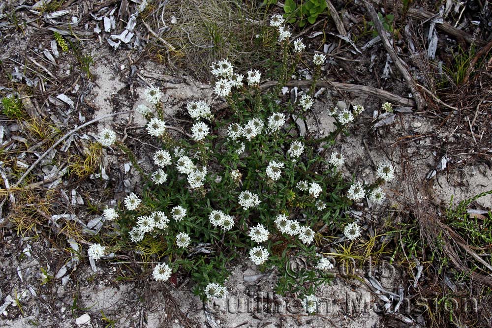 Dischisma ciliatum