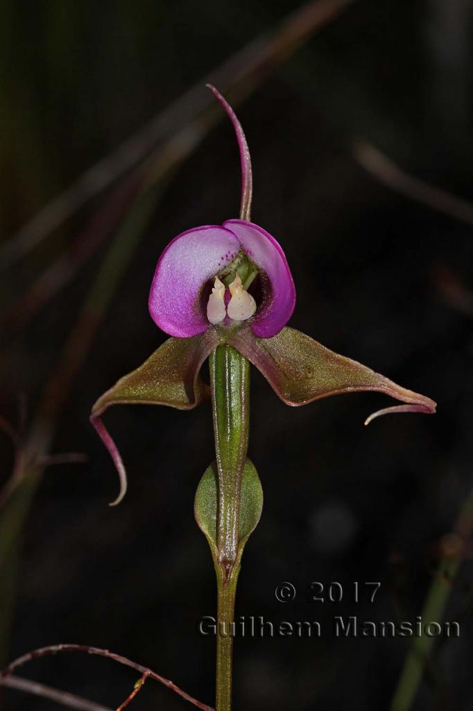 Disperis capensis