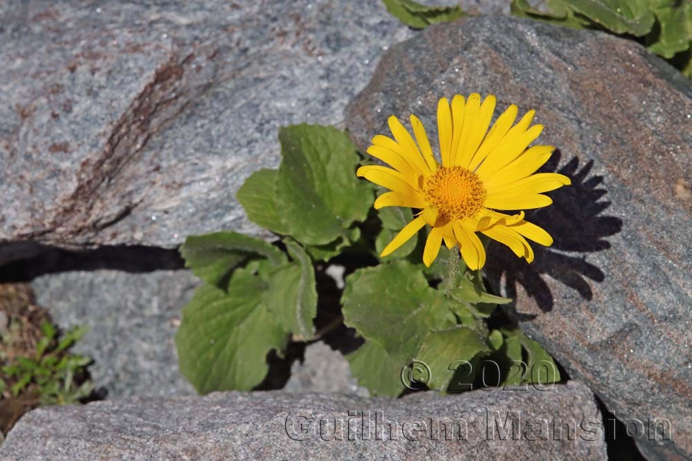 Doronicum clusii