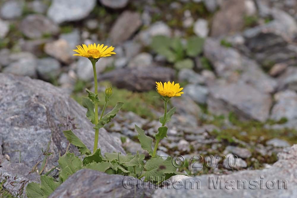 Doronicum clusii