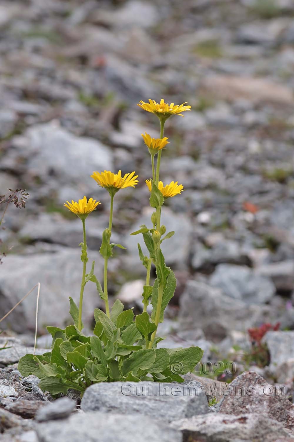 Doronicum clusii