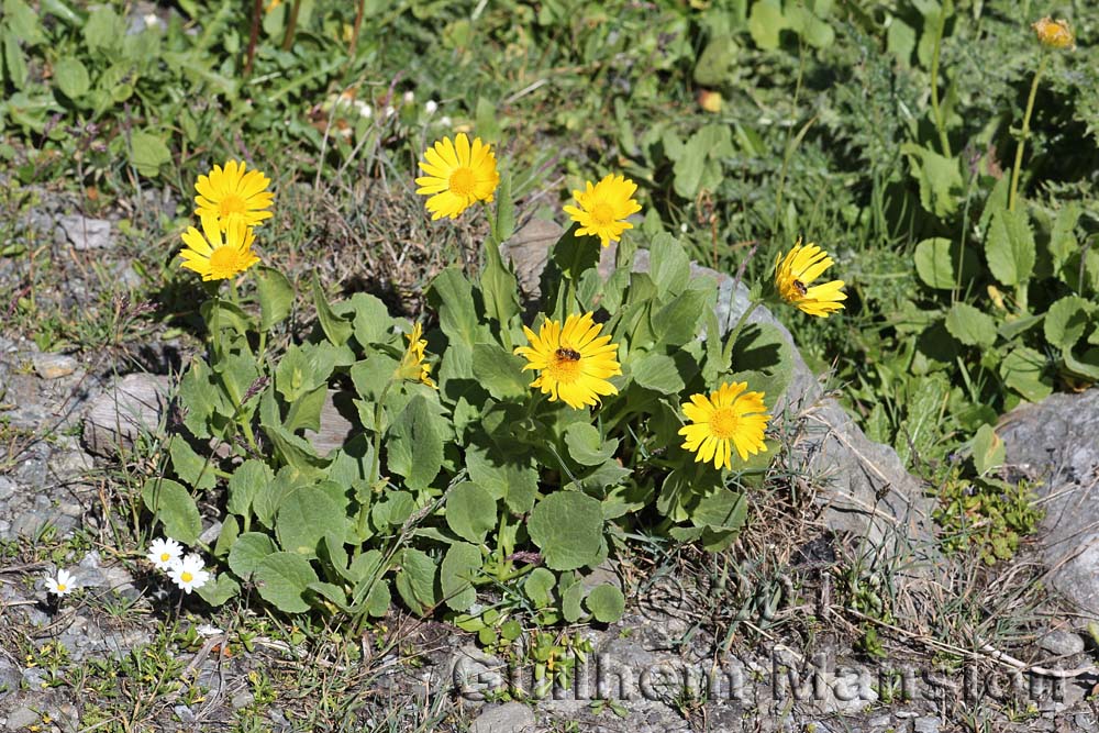 Doronicum clusii