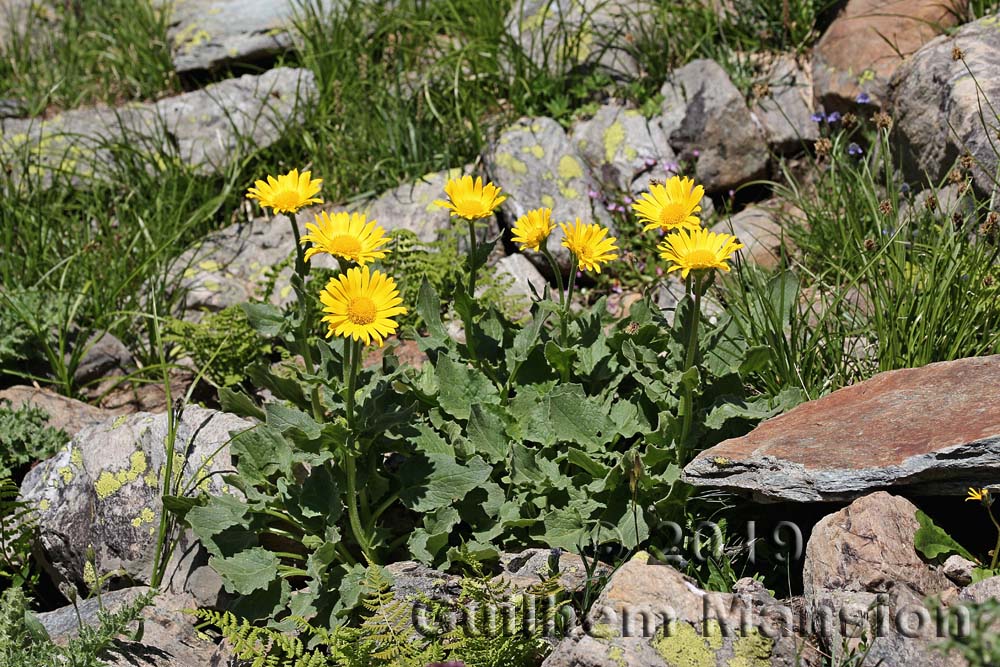 Doronicum clusii