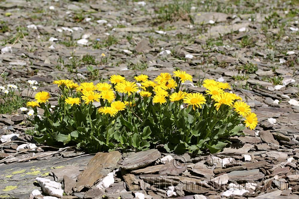 Doronicum clusii