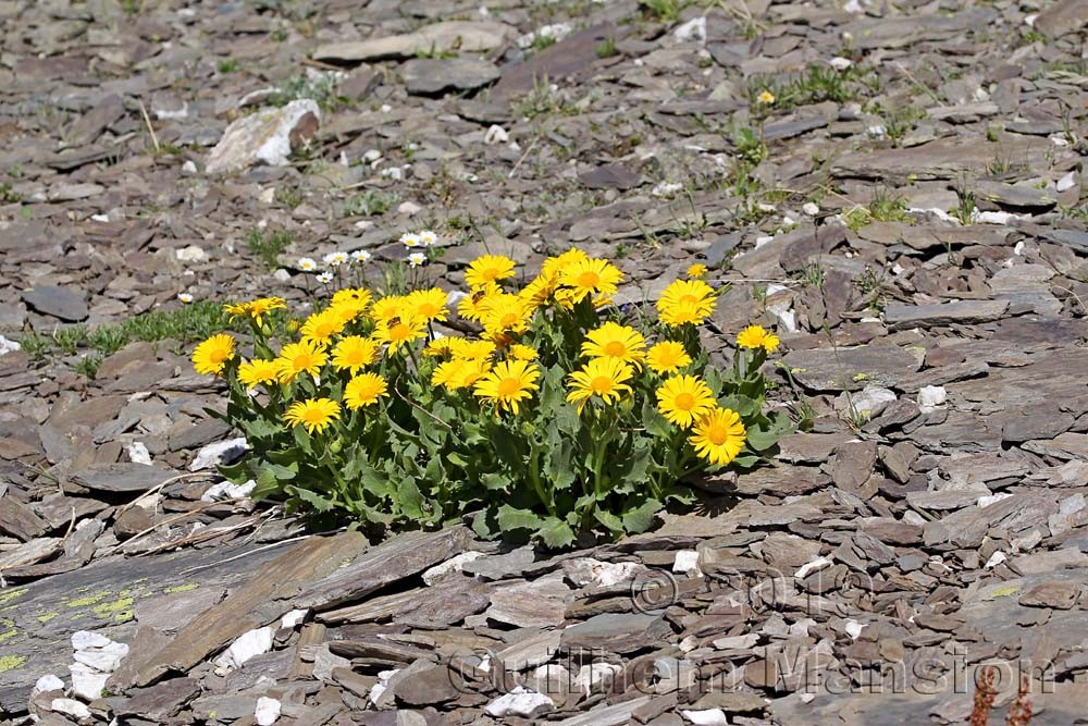 Doronicum clusii