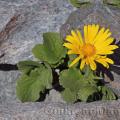 Famille - Asteraceae