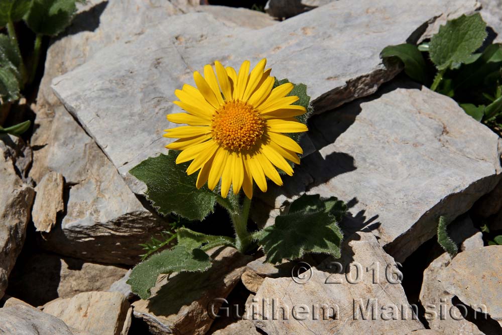 Doronicum grandiflorum