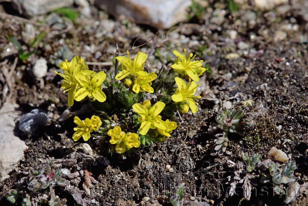 Draba aizoides