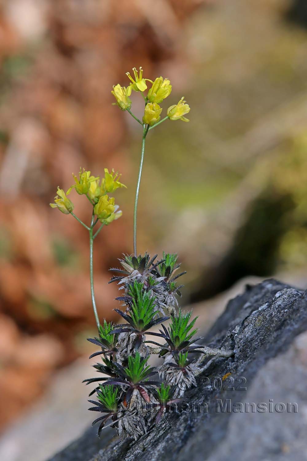 Draba aizoides