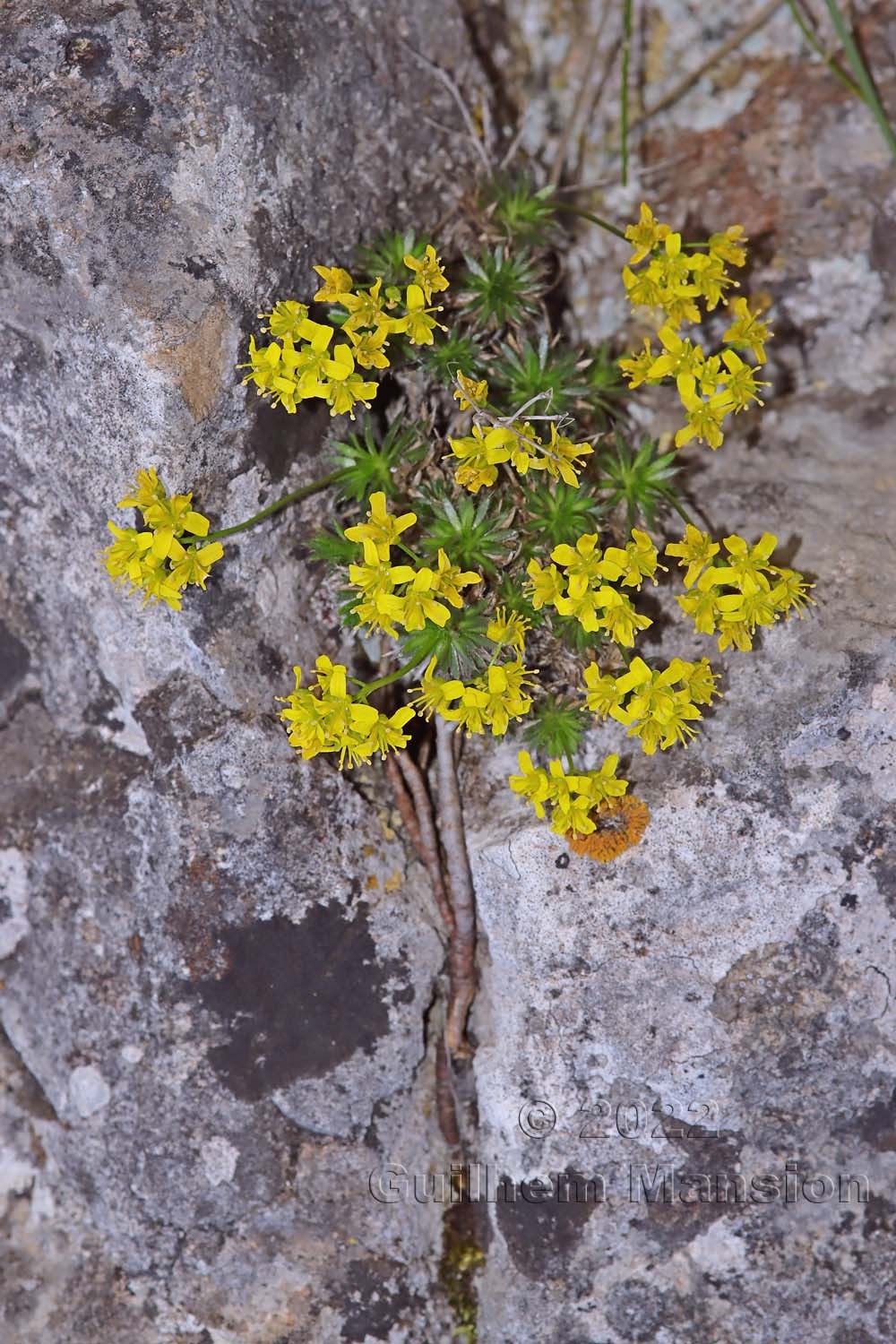 Draba aizoides