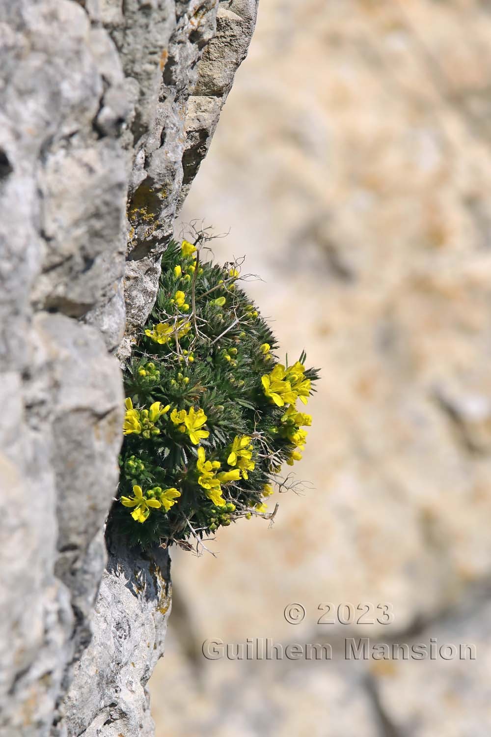 Draba aizoides