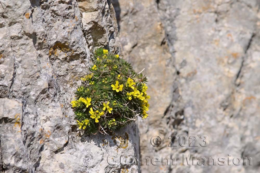 Draba aizoides