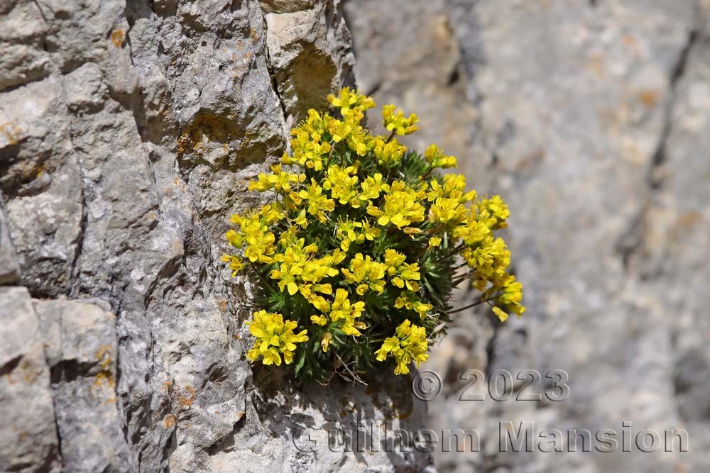 Draba aizoides