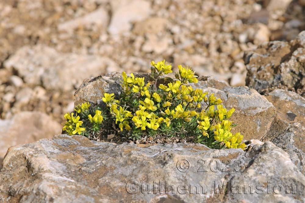 Draba aizoides