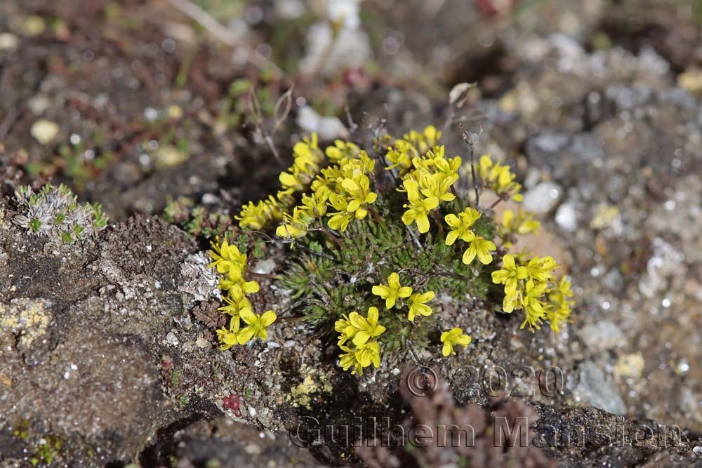 Draba aizoides