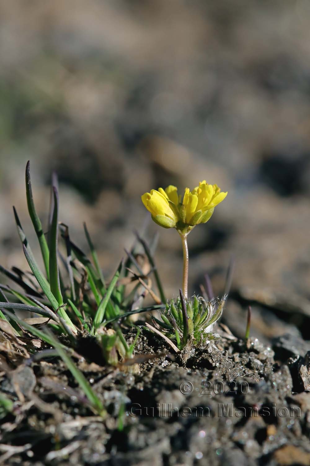 Draba aizoides