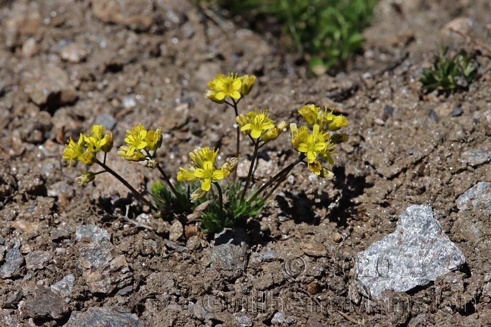 Draba aizoides