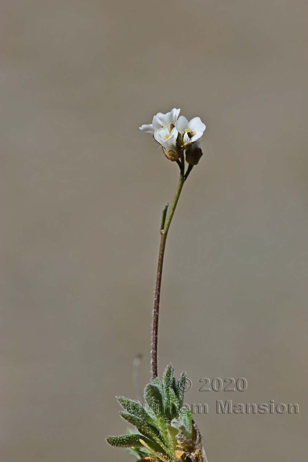 Draba dubia