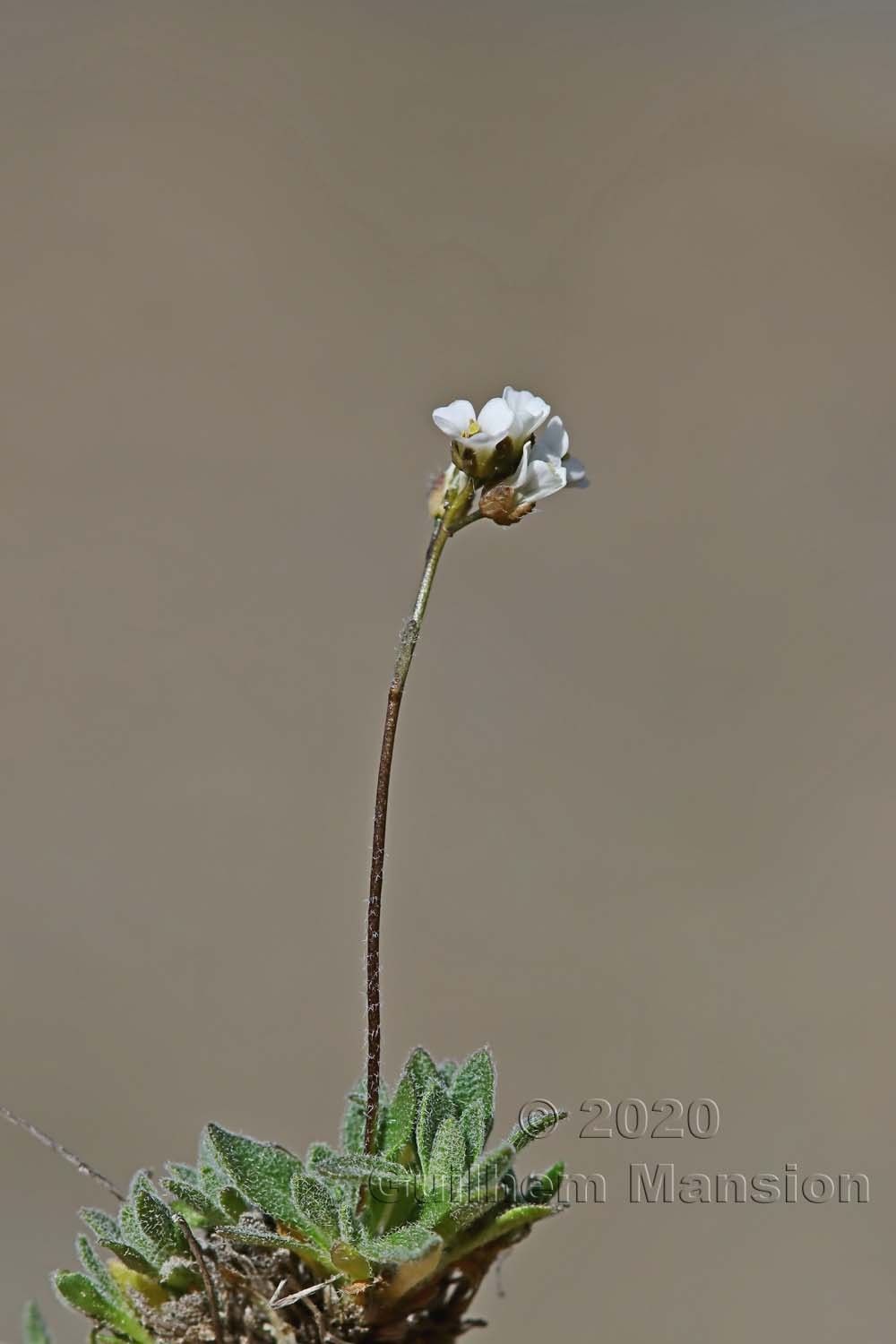 Draba dubia