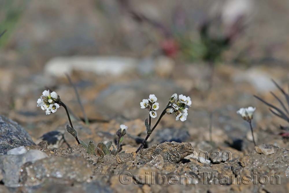 Draba dubia