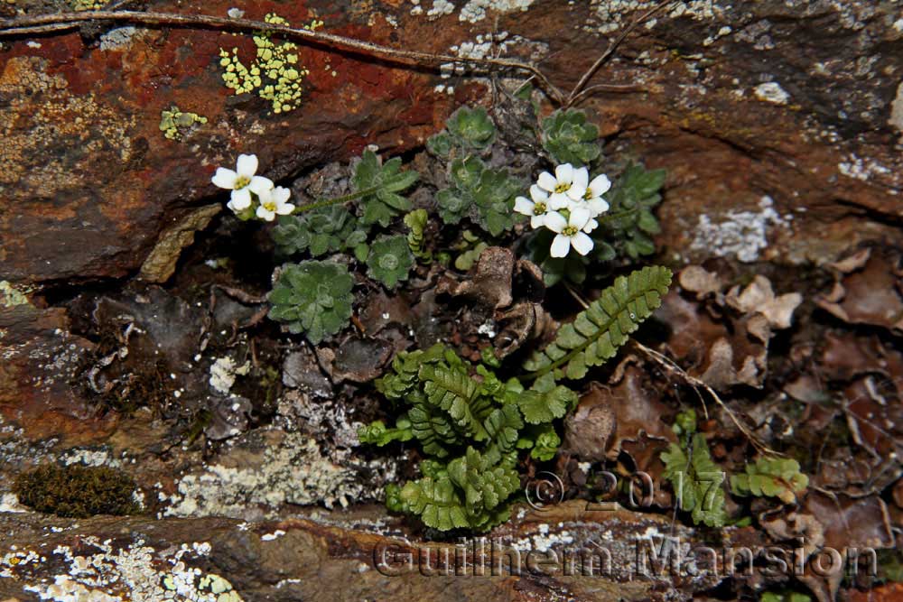 Draba dubia