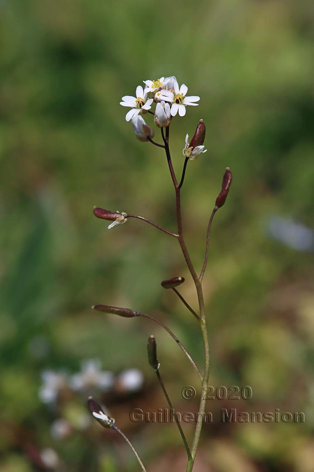 Draba verna [Erophila verna]