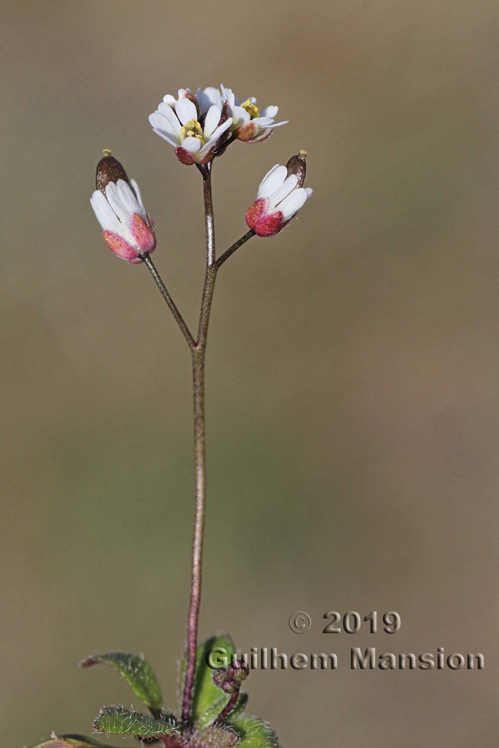 Draba verna [Erophila verna]