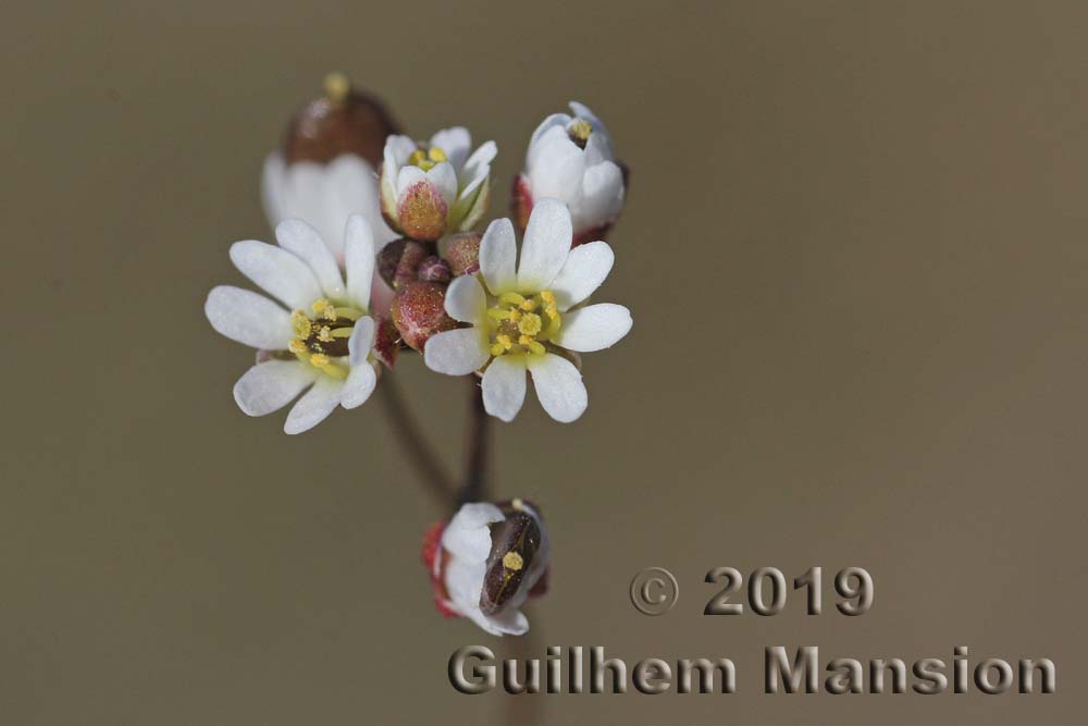 Draba verna [Erophila verna]