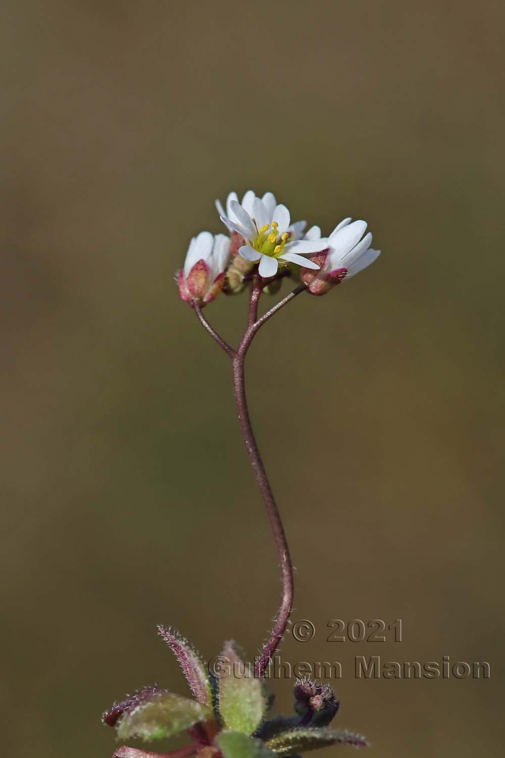 Draba verna [Erophila verna]