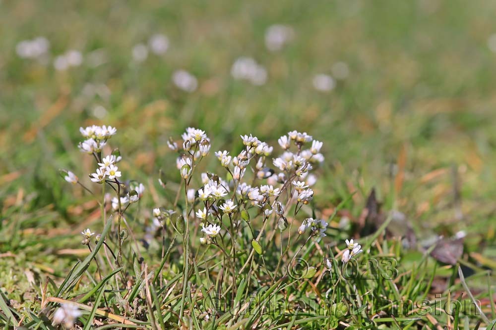 Draba verna [Erophila verna]