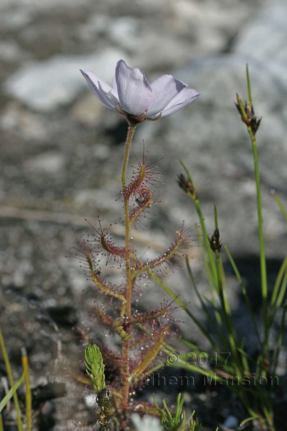 Drosera cistiflora