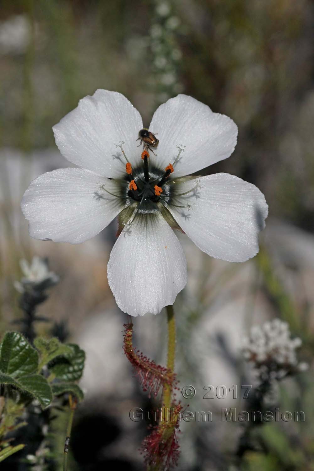 Drosera cistiflora