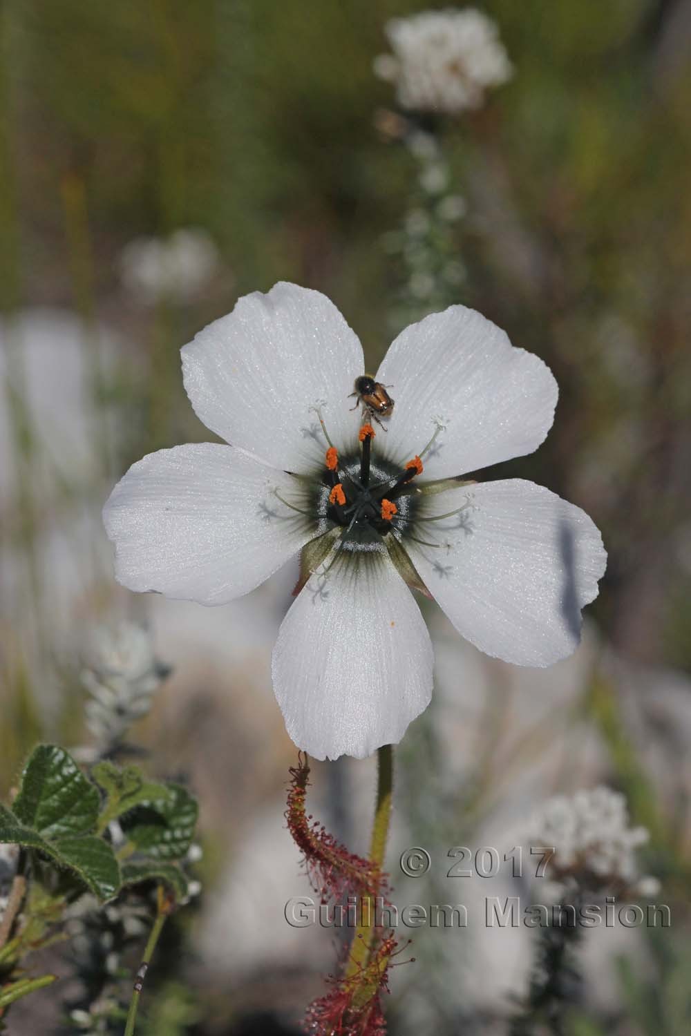 Drosera cistiflora